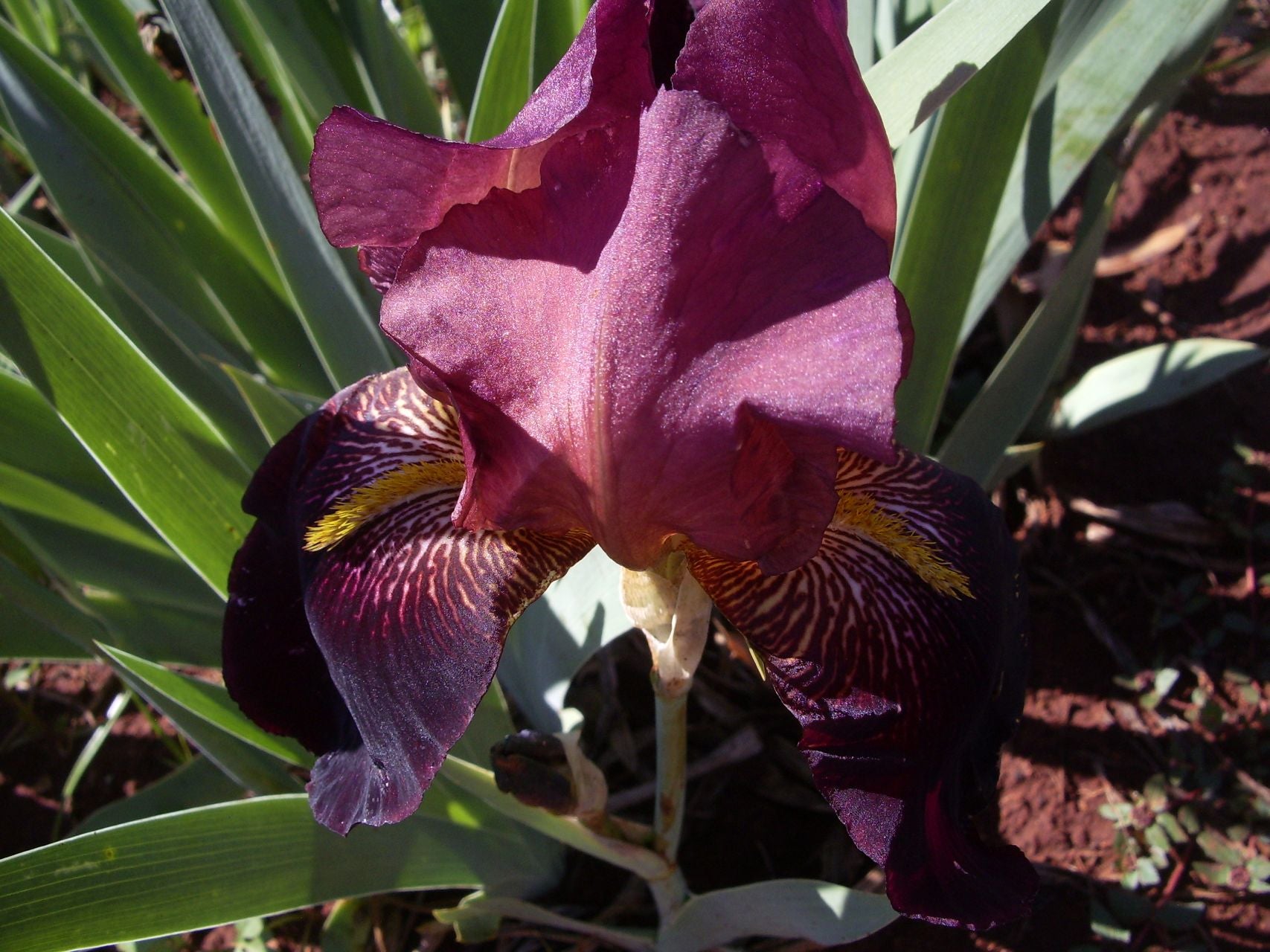 Martel Bearded Iris
