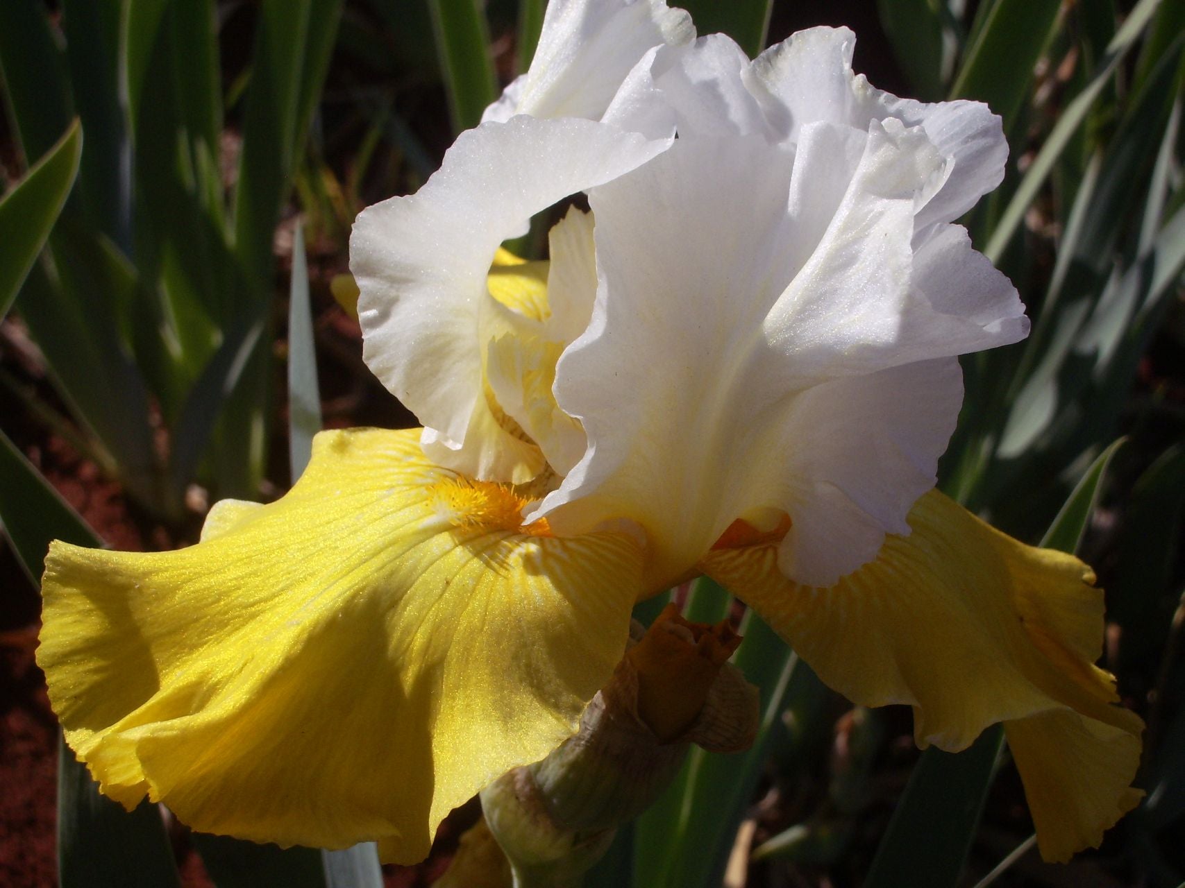 Neutron Dance Bearded Iris