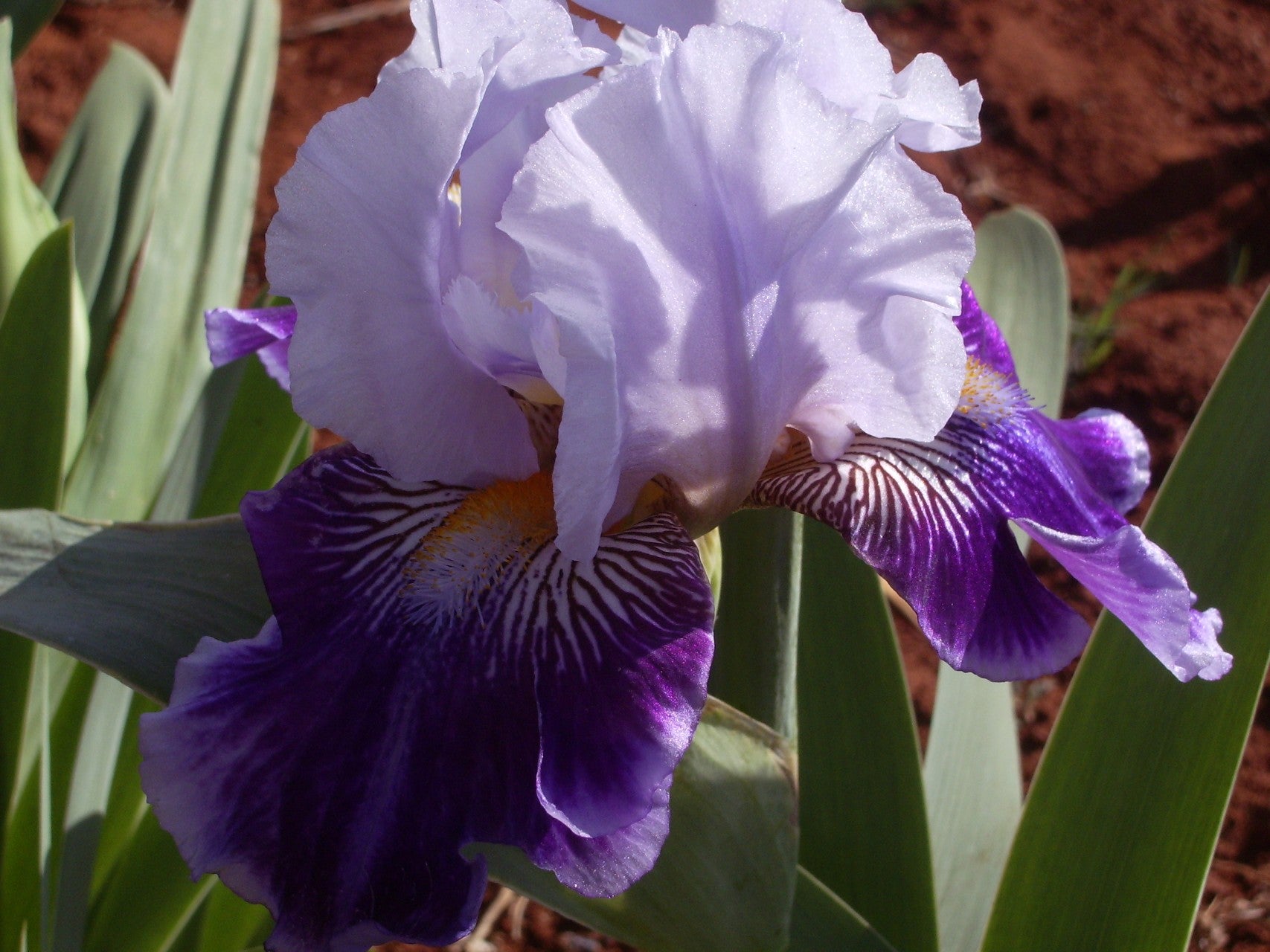 Night Magic Bearded Iris