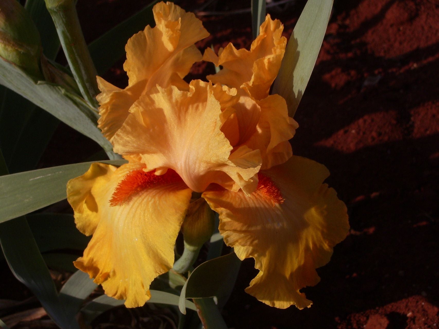 Orange Celebrity Bearded Iris