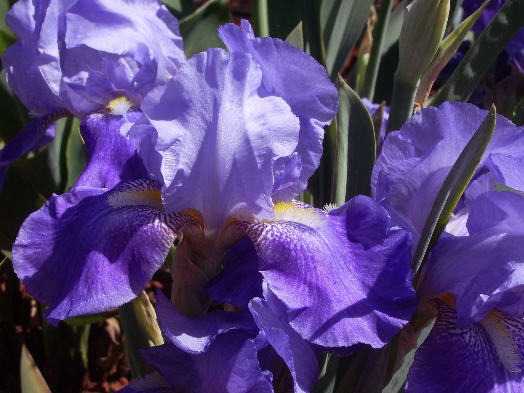 Pacific Panorama Bearded Iris