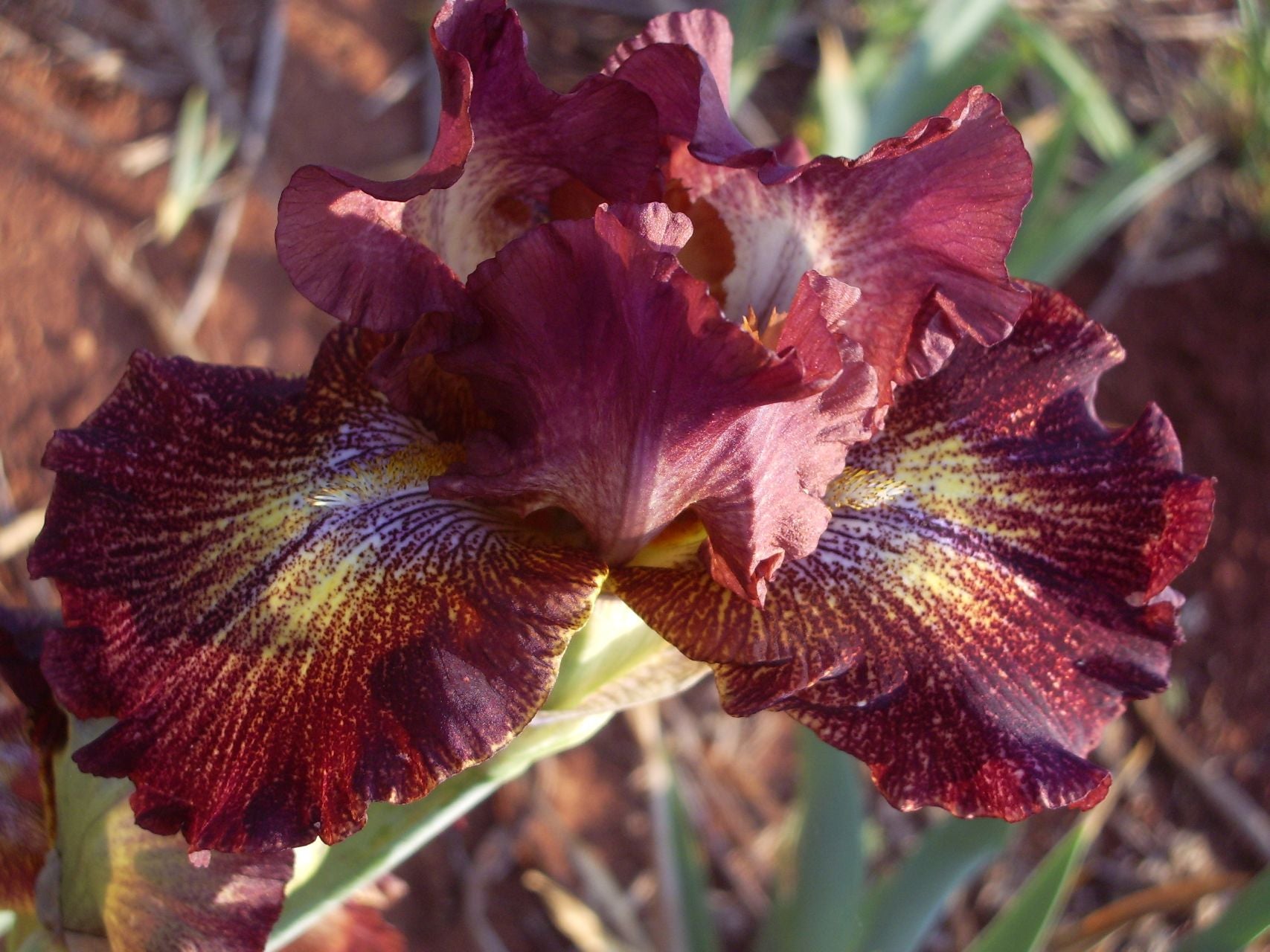 Paprika Fono's Bearded Iris