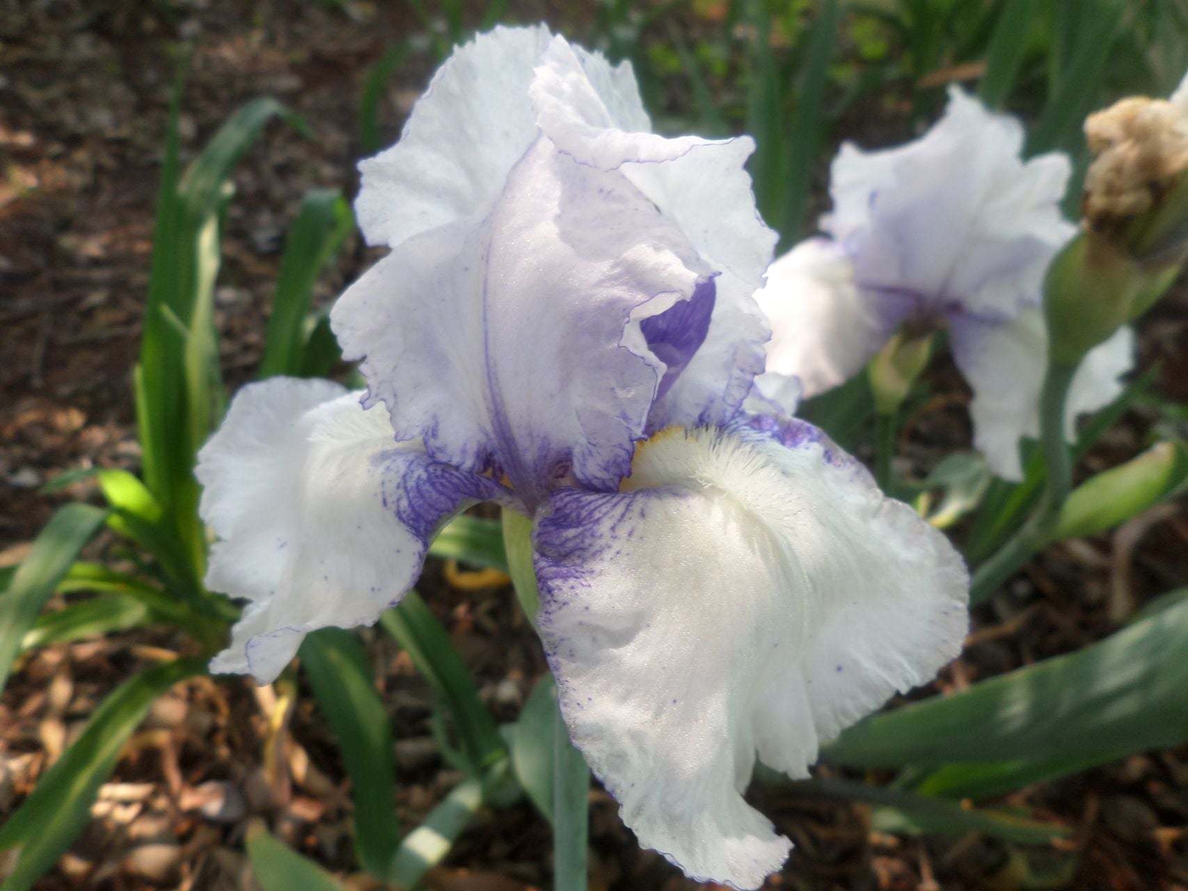 Peek A Blue Bearded Iris