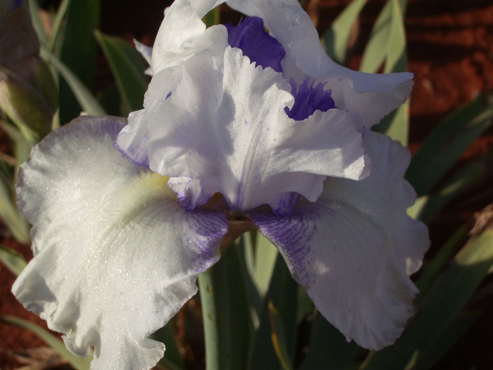 Peek A Blue Bearded Iris