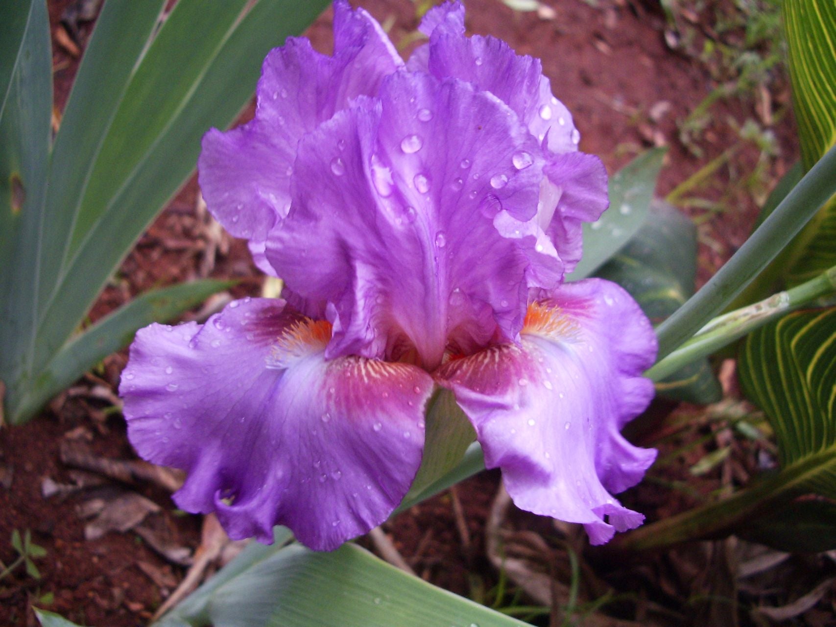 Persian Berry Bearded Iris
