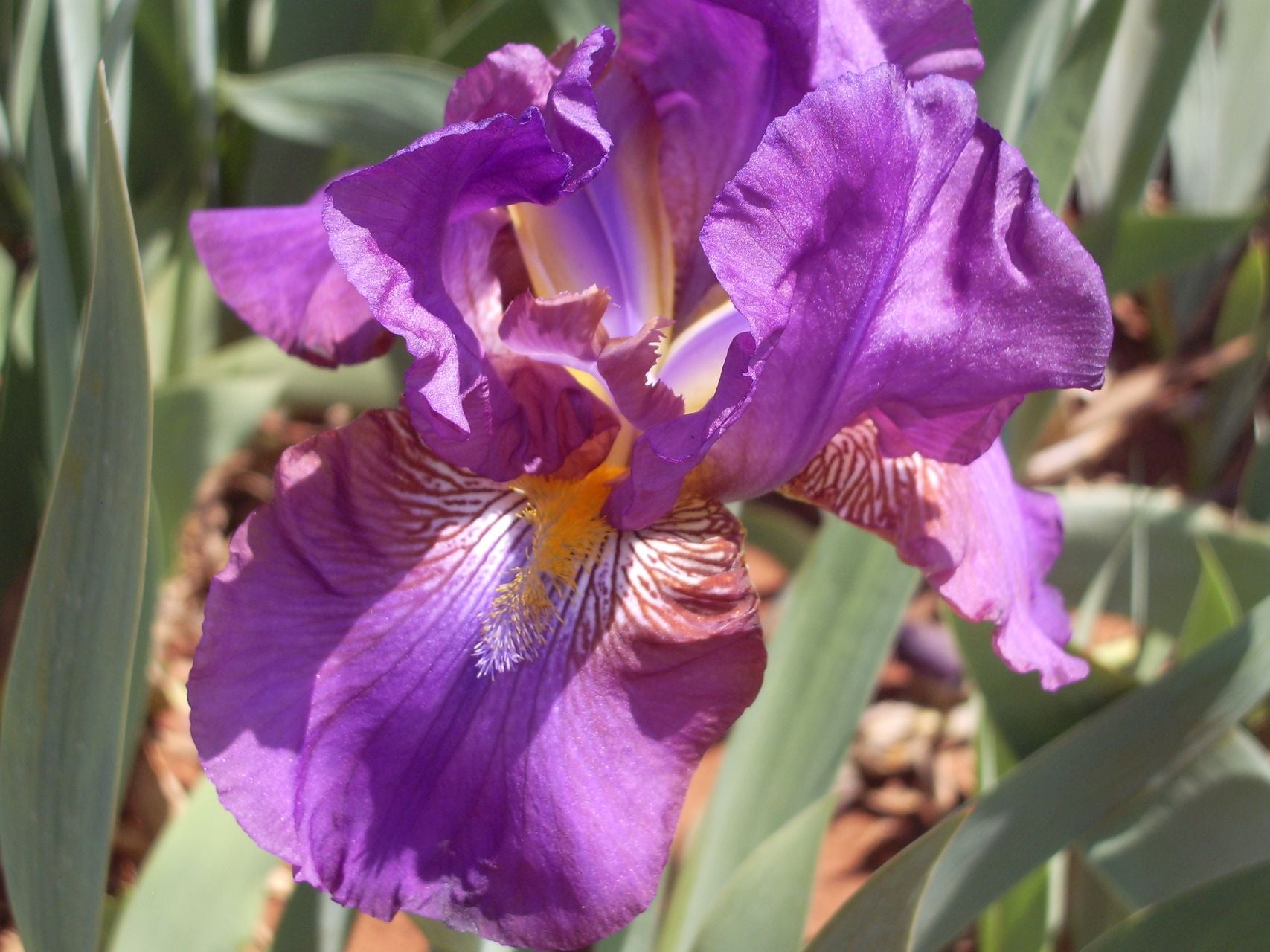 Plum Fairy Bearded Iris