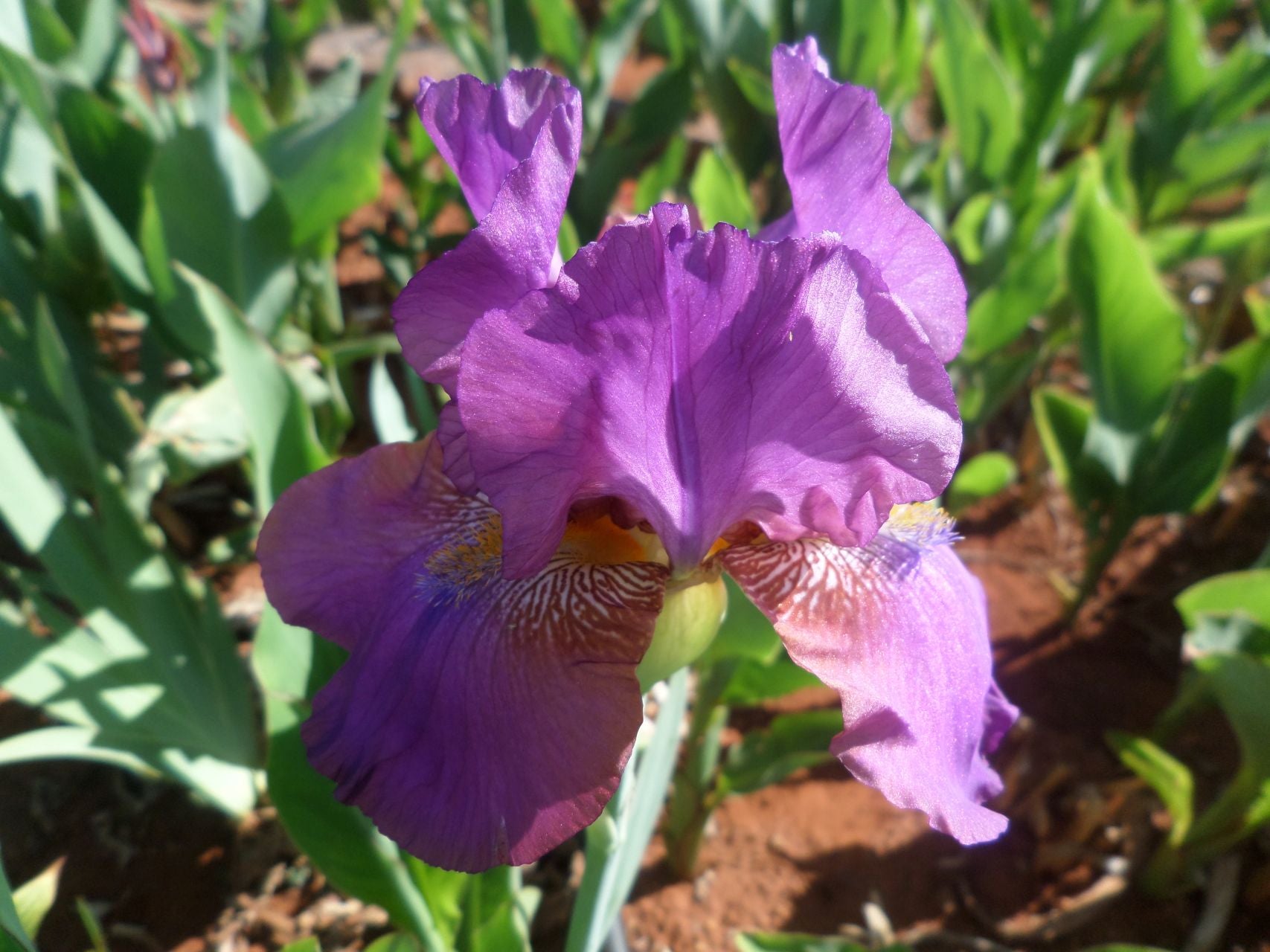 Plum Fairy Bearded Iris
