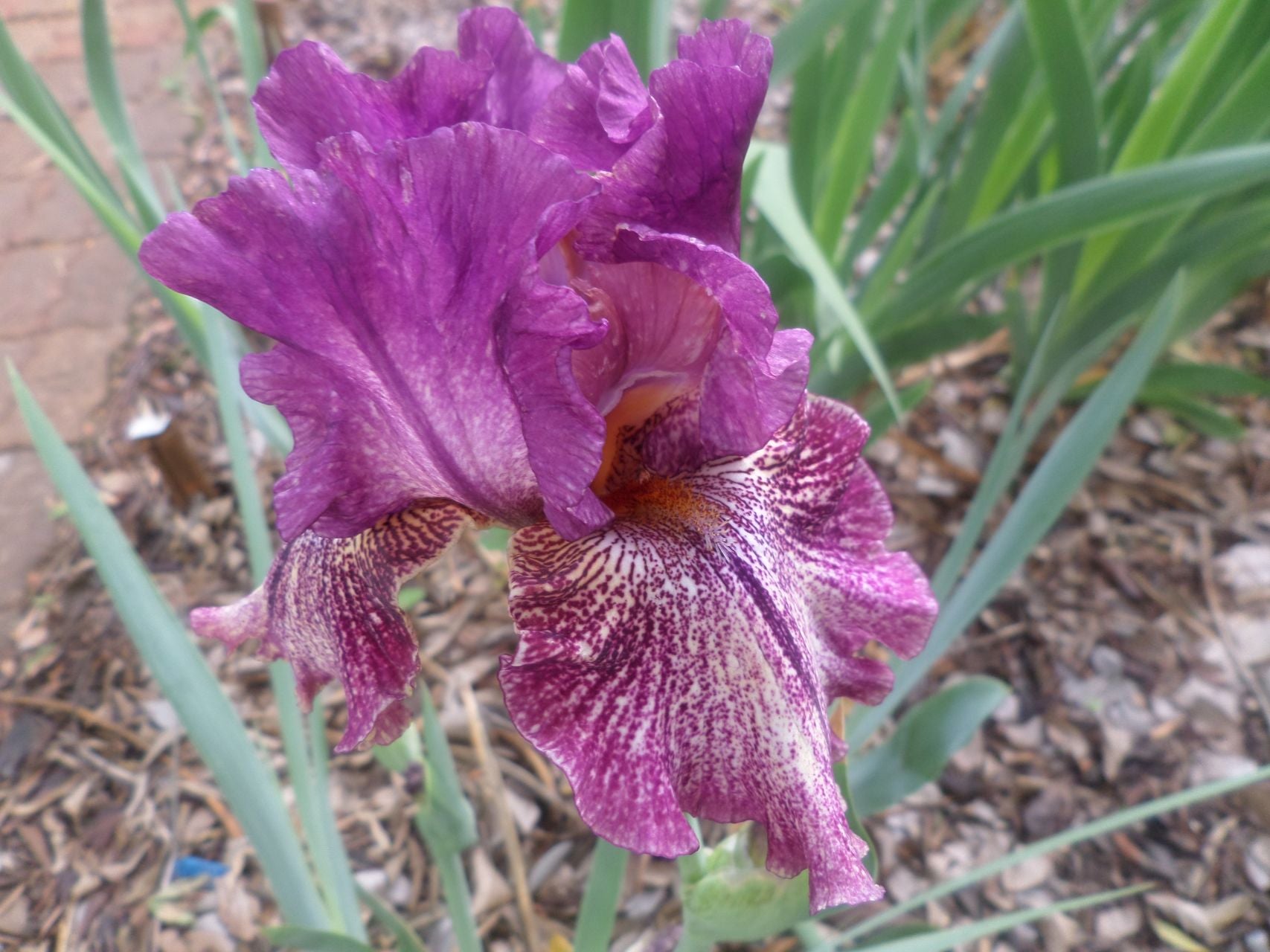 Power Surge Bearded Iris