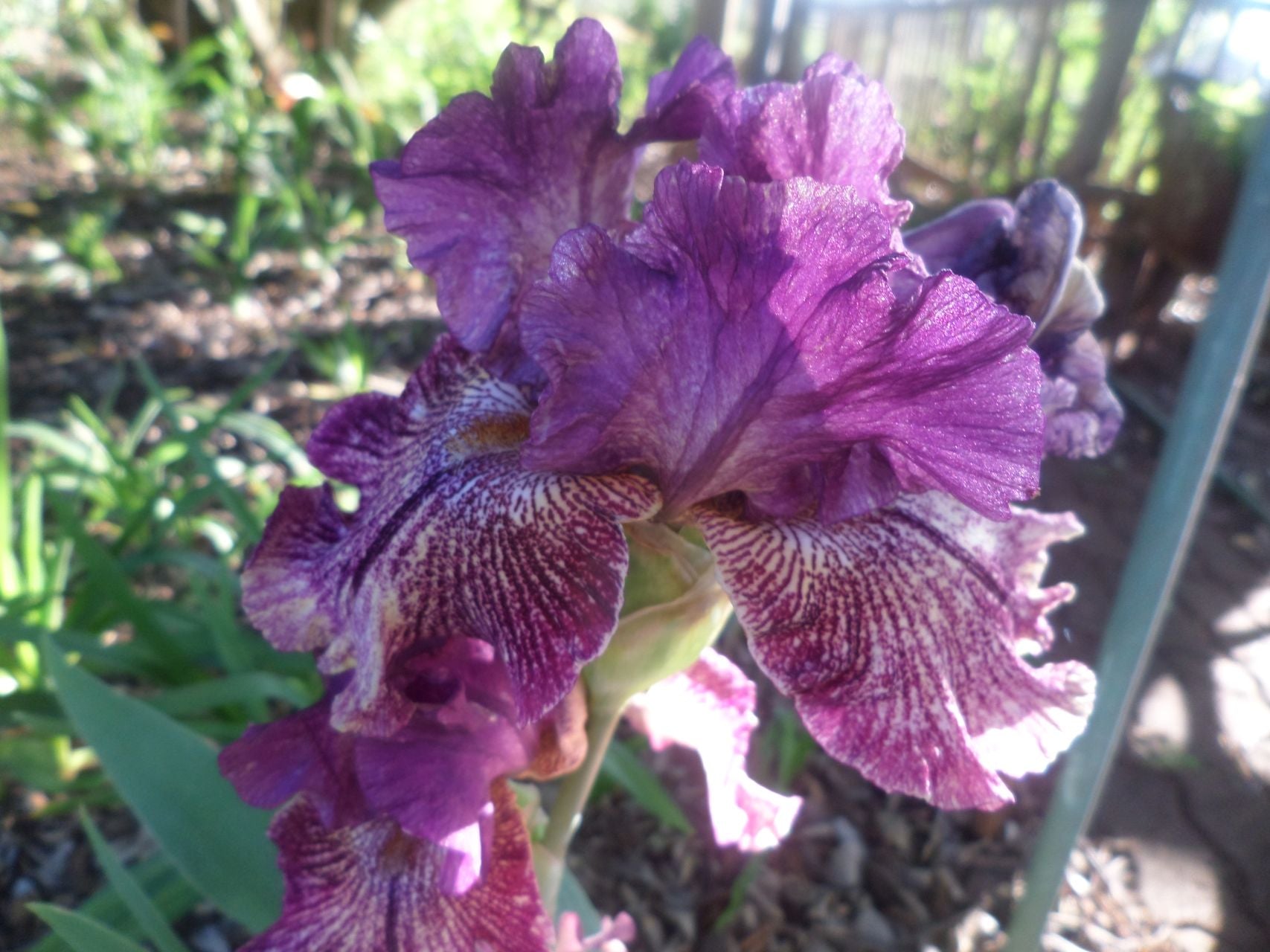 Power Surge Bearded Iris