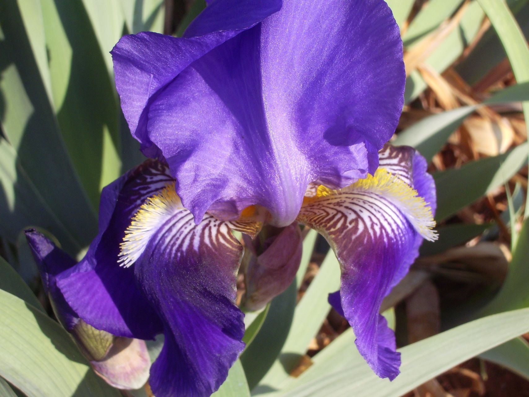 Purple Shores* Bearded Iris