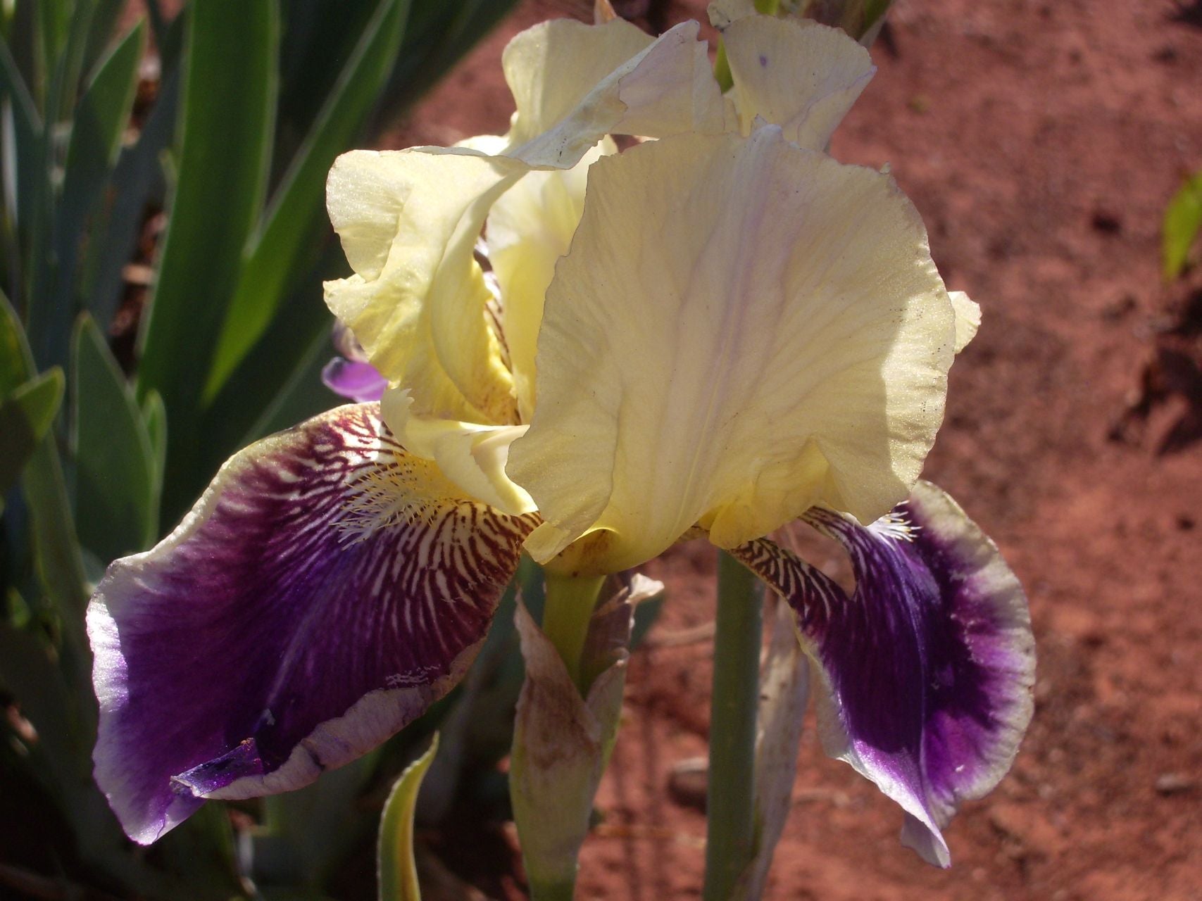 Yellow and purple iris flower with a blurred natural background