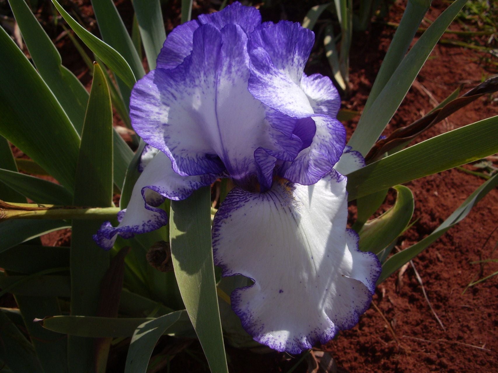Rare Quality Bearded Iris