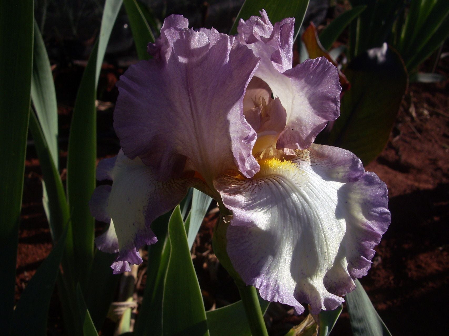 Purple iris flower with a yellow center in a garden setting