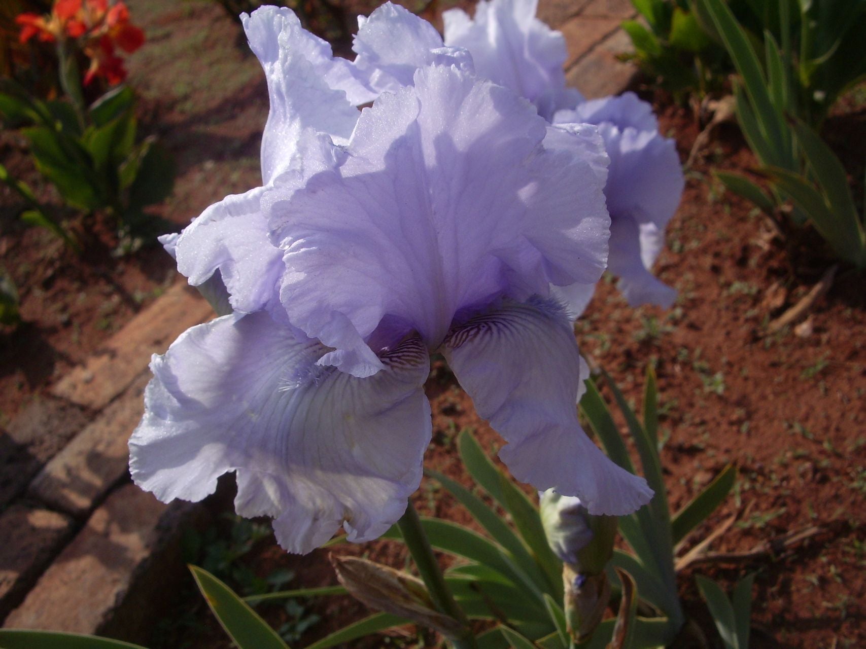 Sunlit Stream Bearded Iris