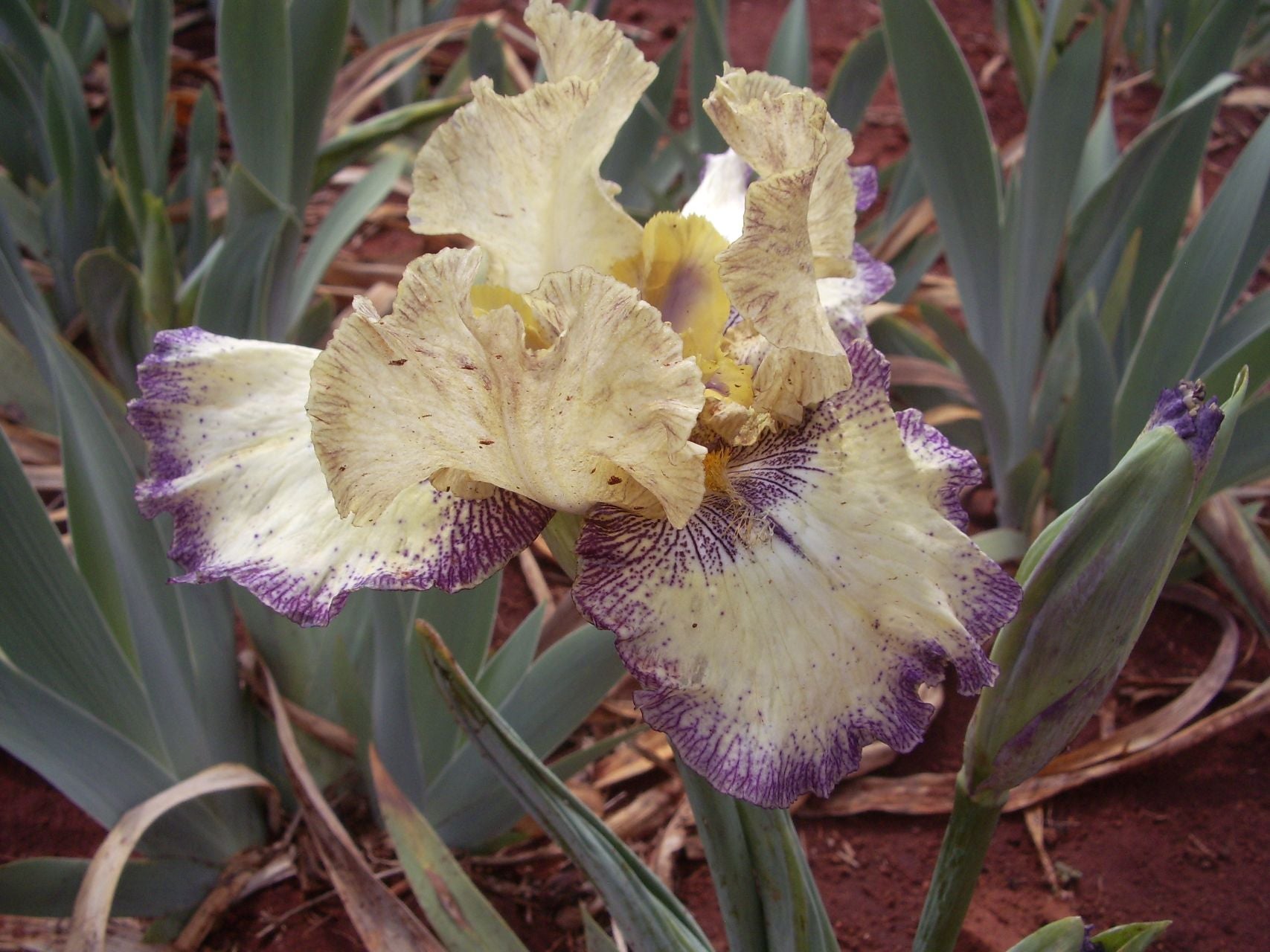 Tennessee Gentleman Bearded Iris