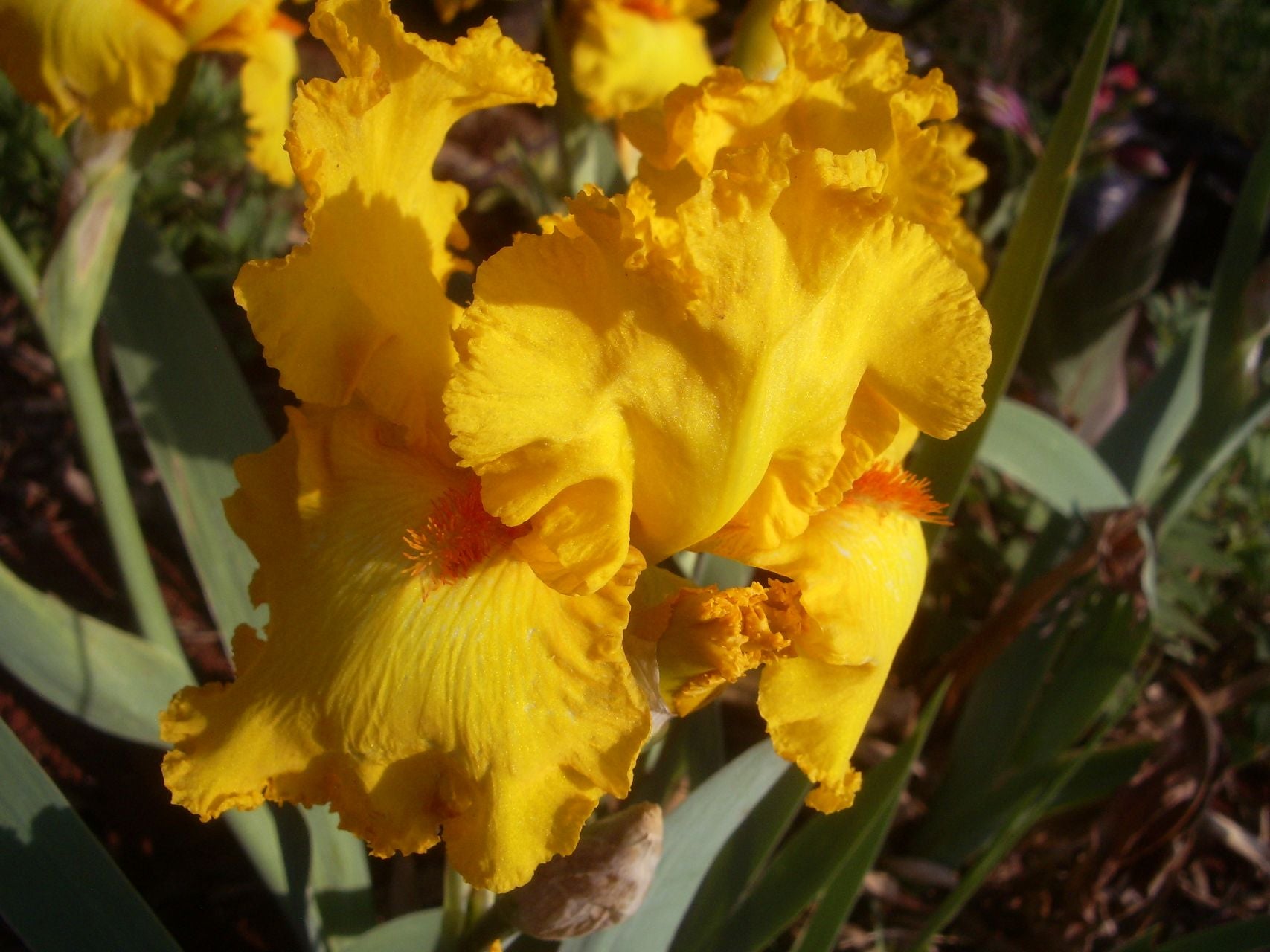 Throb Bearded Iris