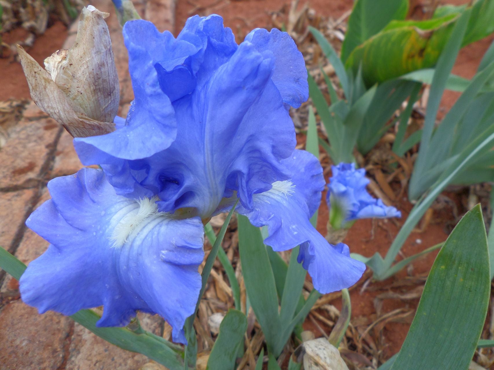 Victoria Falls Bearded Iris