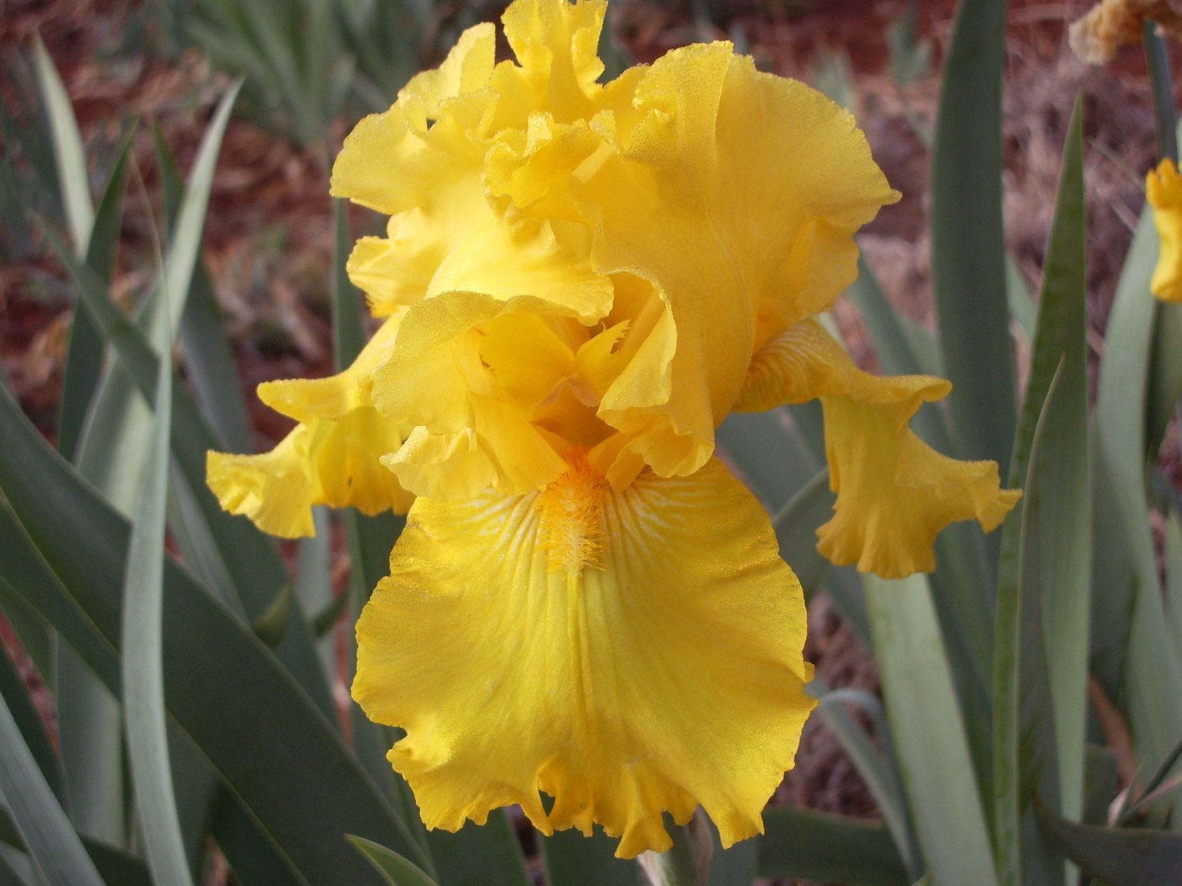 Well Endowed Bearded Iris