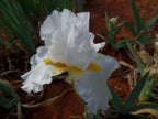 White Lightning Bearded Iris