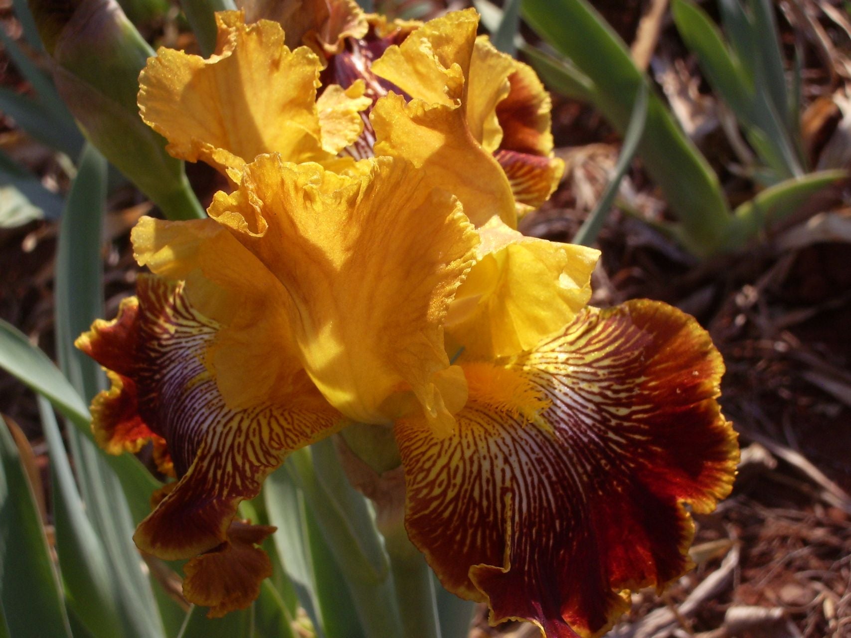 Whoop 'Em Up Bearded Iris