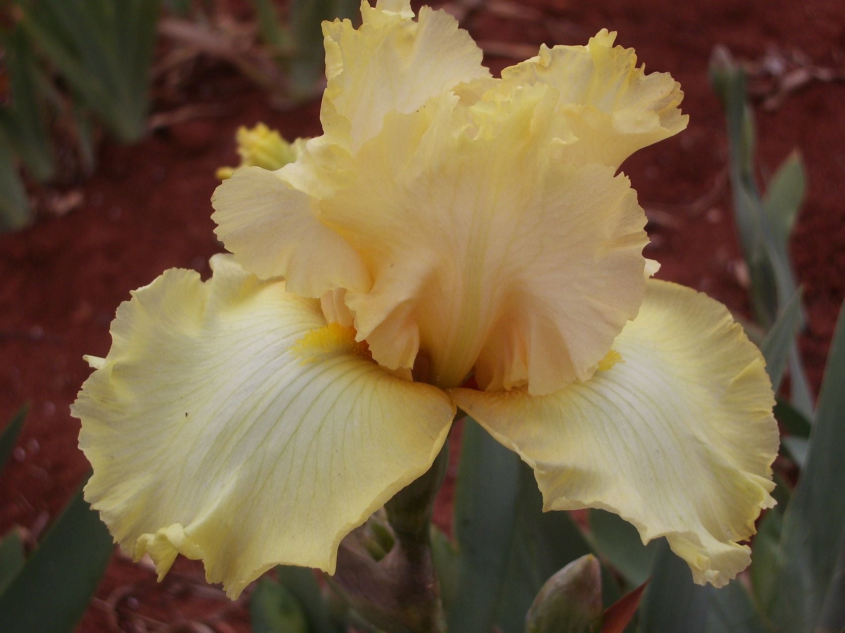 Close-up of a yellow iris flower with a blurred red-brown background
