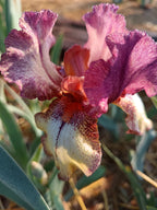 Burgundy Brick* Bearded Iris