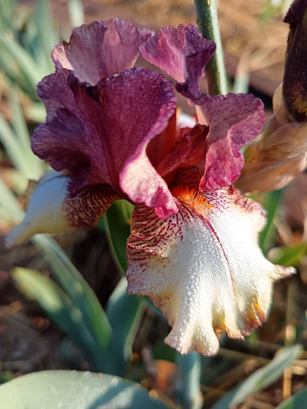 Burgundy Brick* Bearded Iris