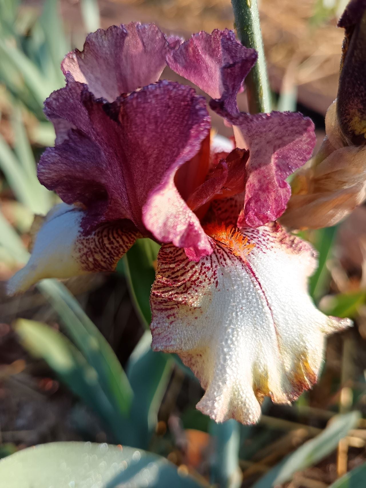 Burgundy Brick* Bearded Iris
