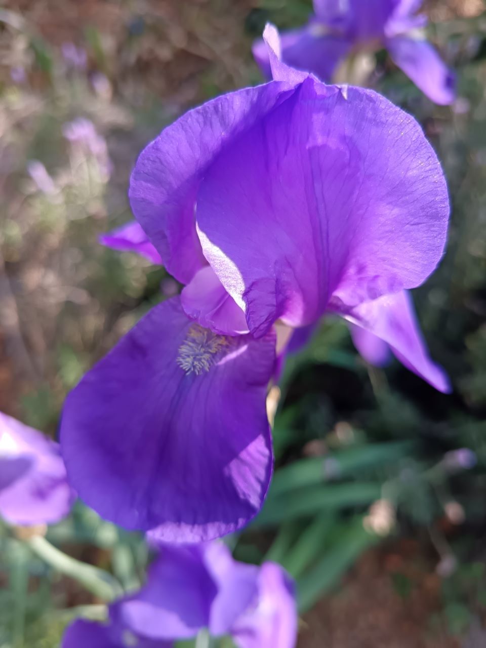 Baby Booties* Bearded Iris