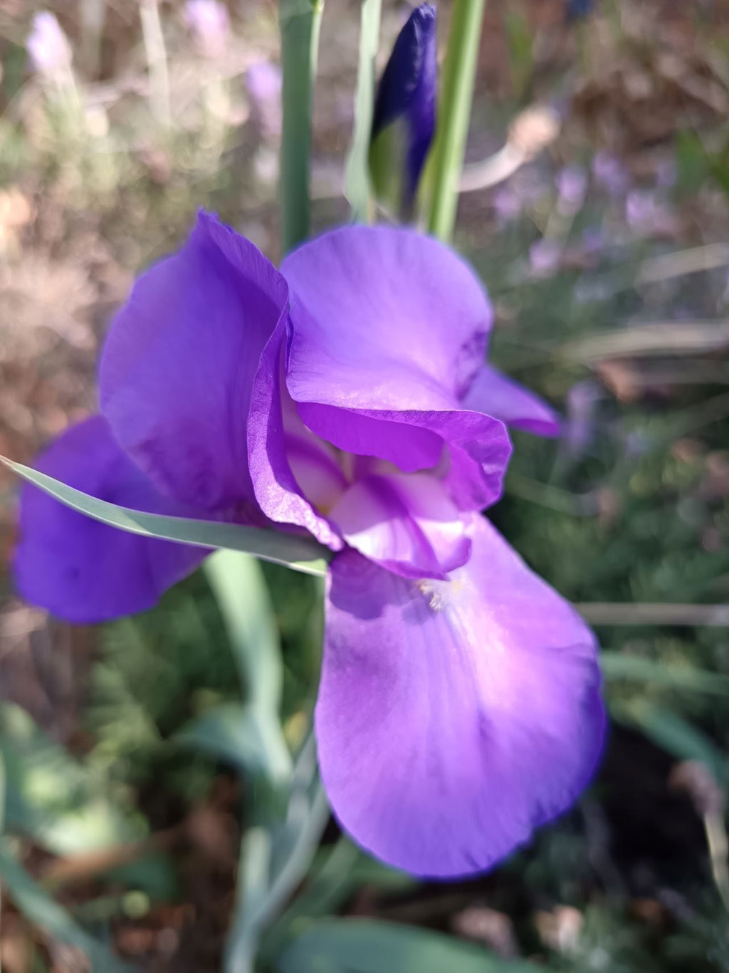 Baby Booties* Bearded Iris