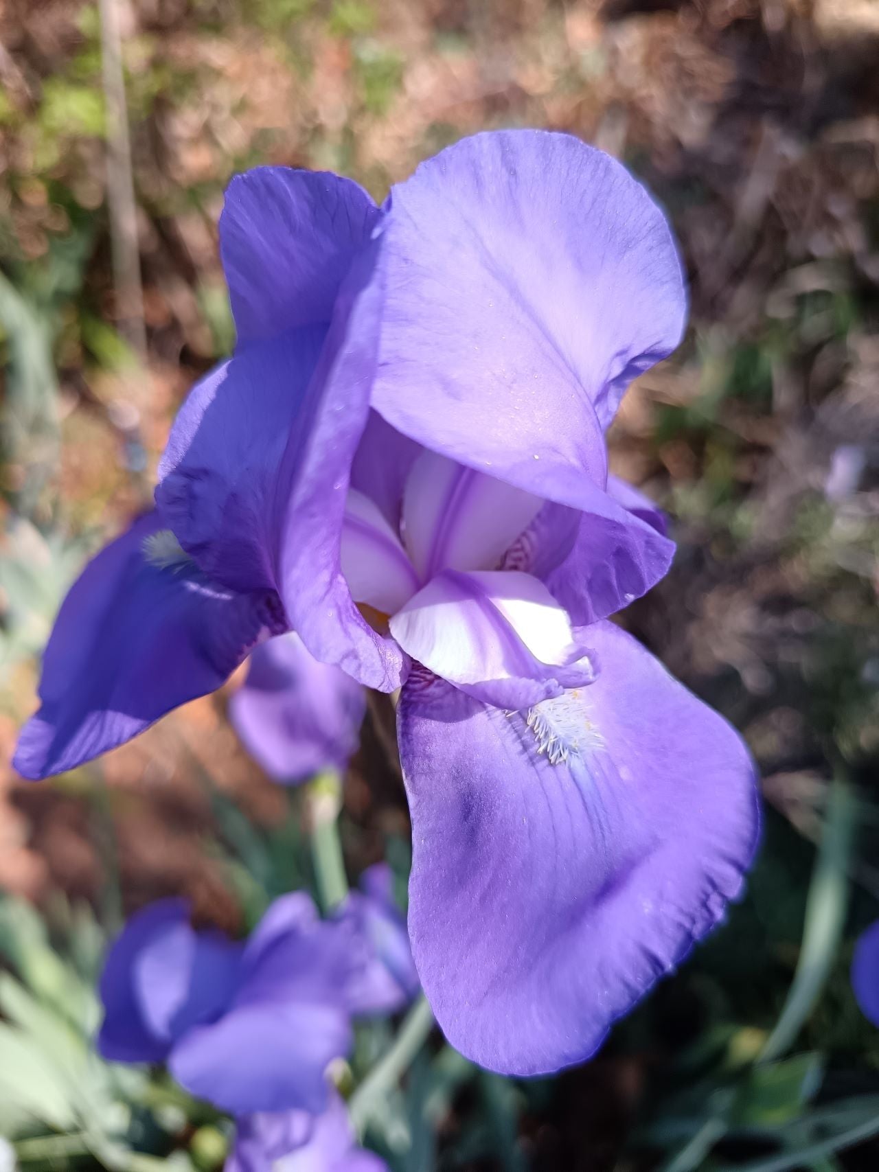 Baby Booties* Bearded Iris