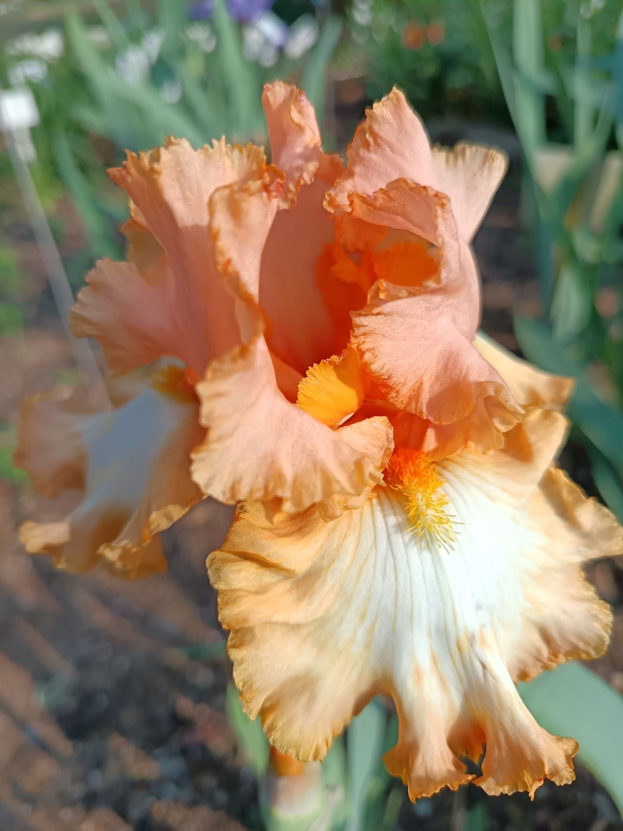Barbara My Love Bearded Iris
