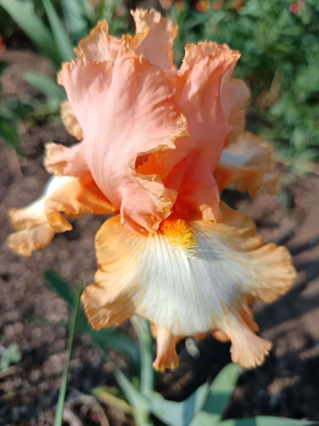Barbara My Love Bearded Iris