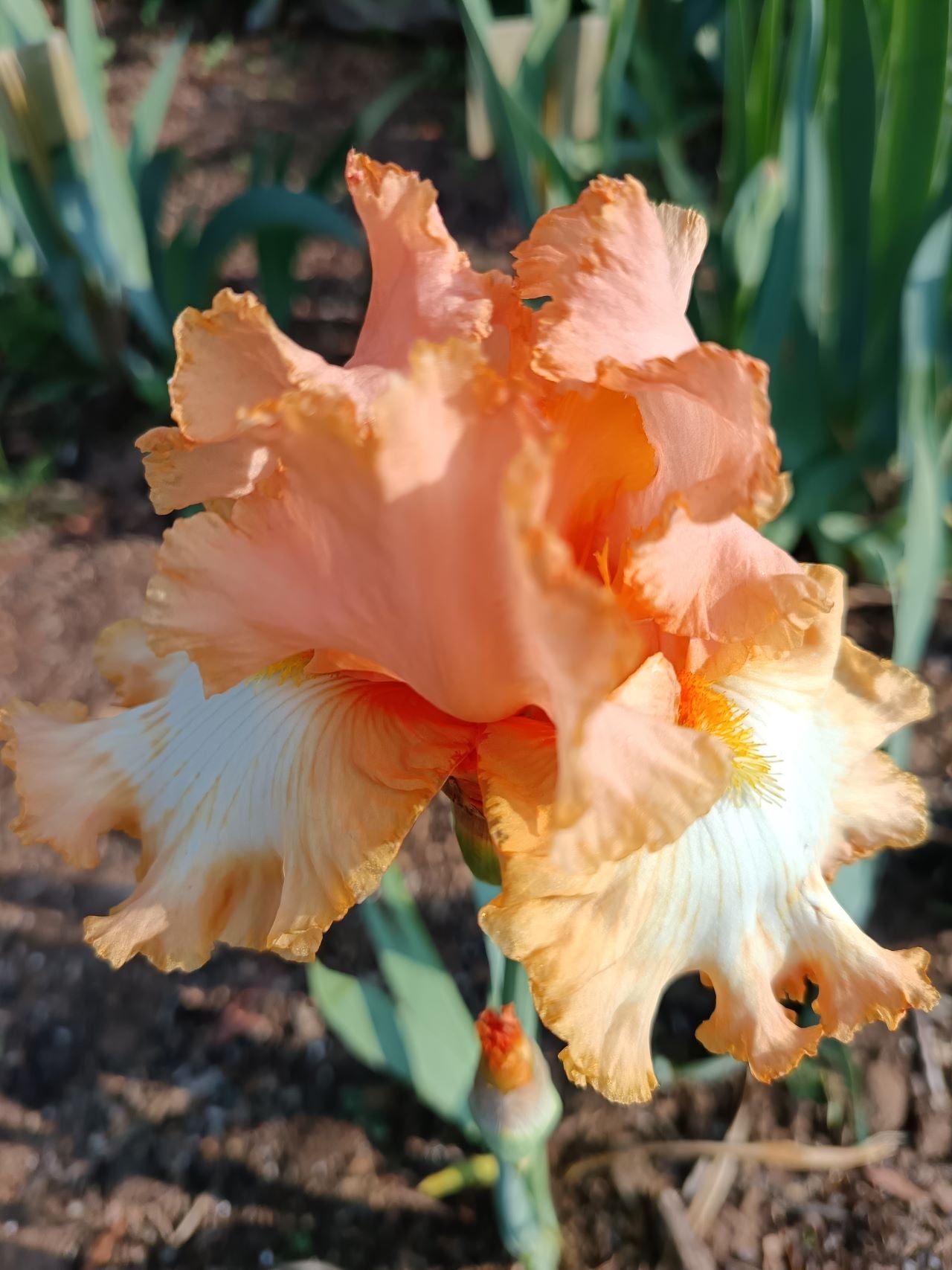 Bearded Irises | Iris x germanica – Zondervlei Flower Farm