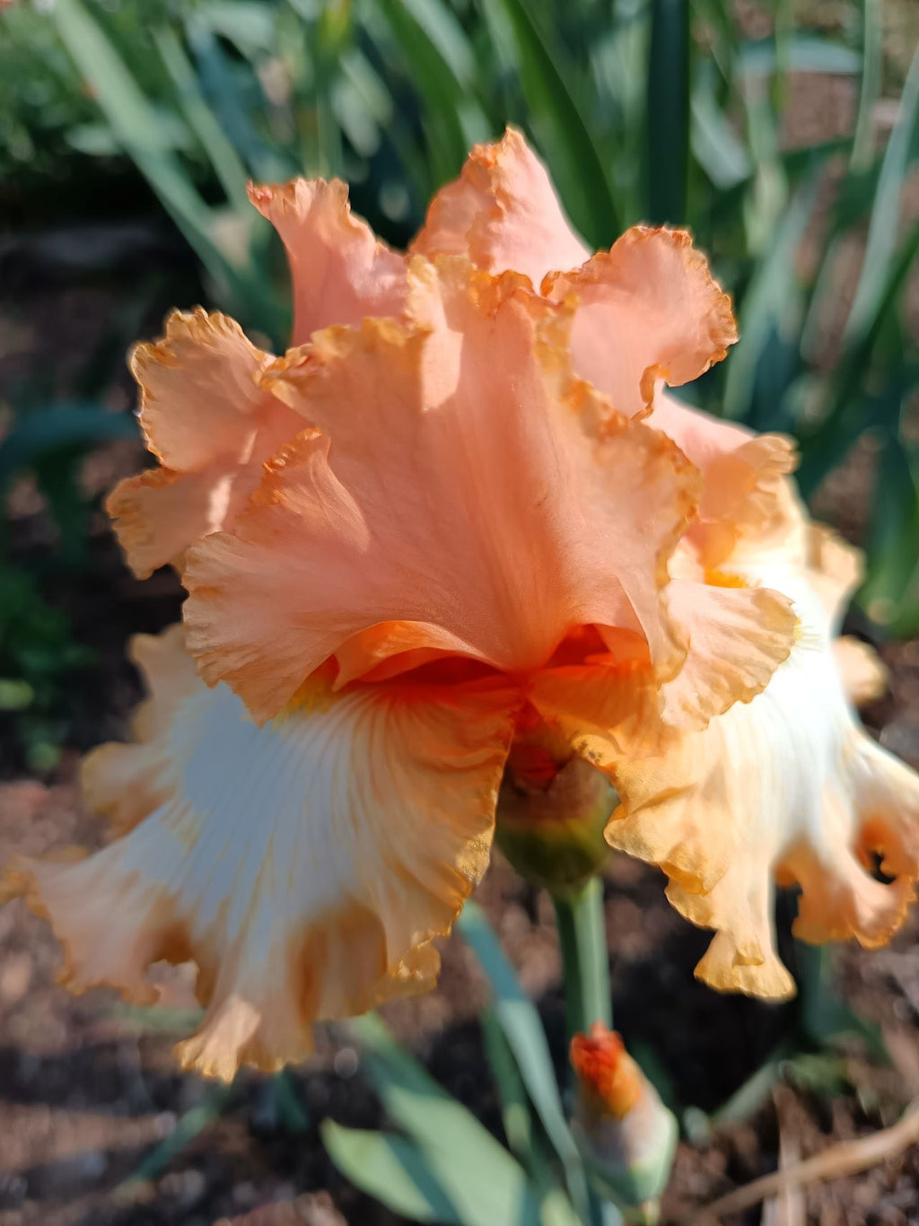 Barbara My Love Bearded Iris