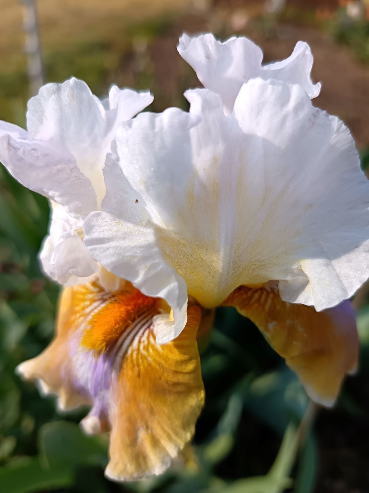 Best Brew* Bearded Iris