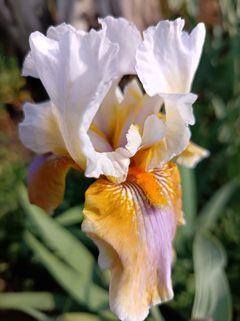 Best Brew* Bearded Iris