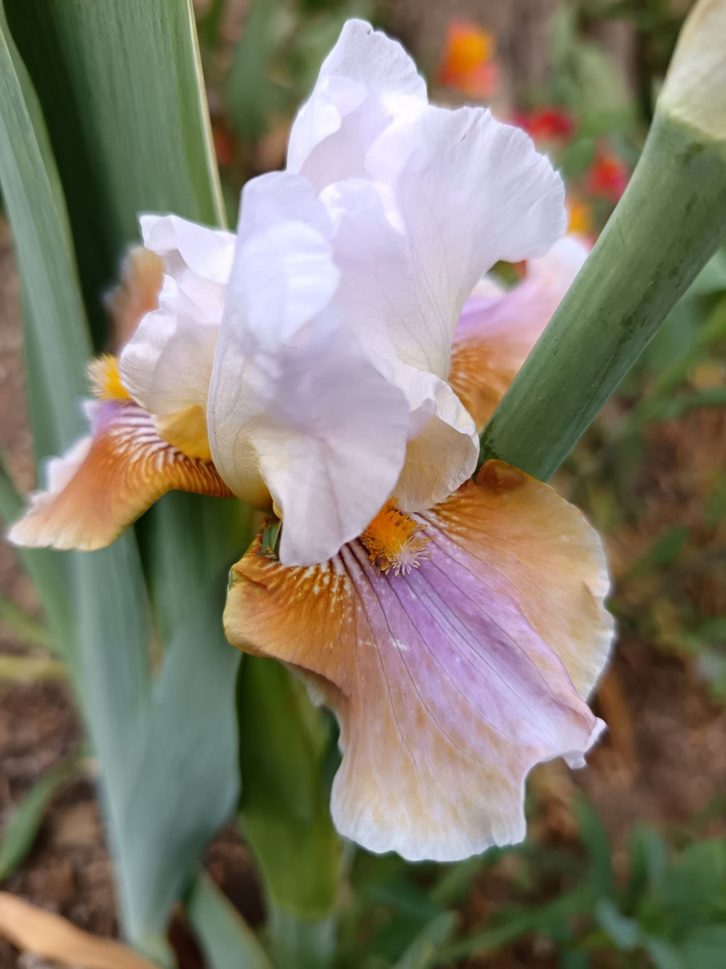 Best Brew* Bearded Iris