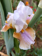 Best Brew* Bearded Iris