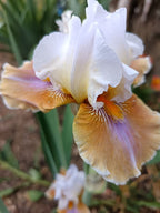 Best Brew* Bearded Iris