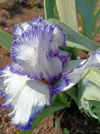 Blue Staccato Bearded Iris