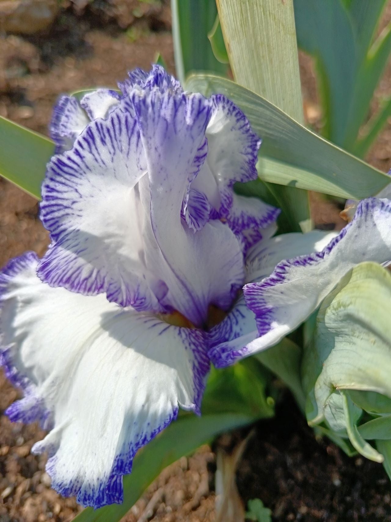 Blue Staccato Bearded Iris