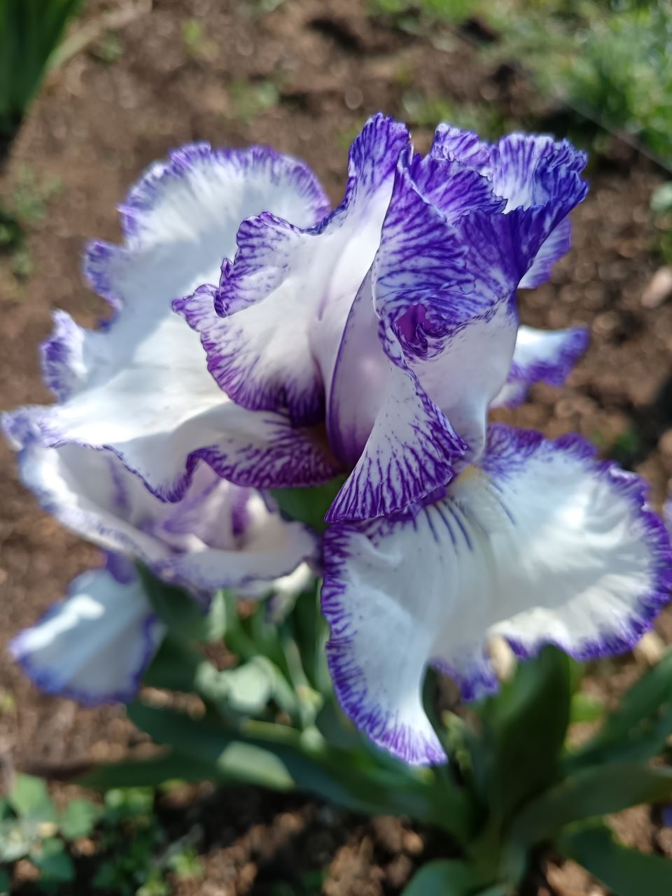 Blue Staccato Bearded Iris