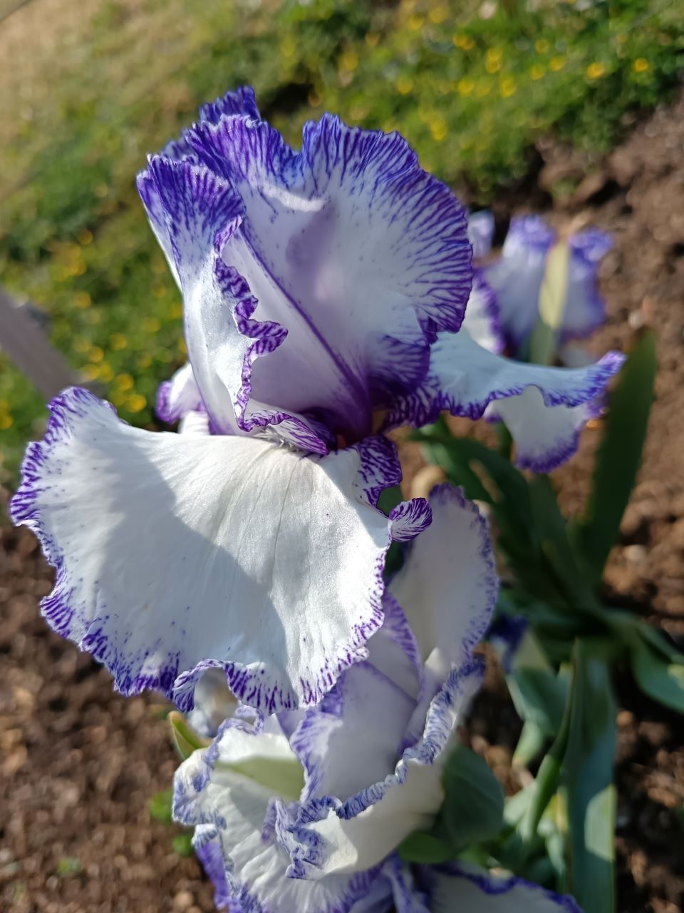 Blue Staccato Bearded Iris