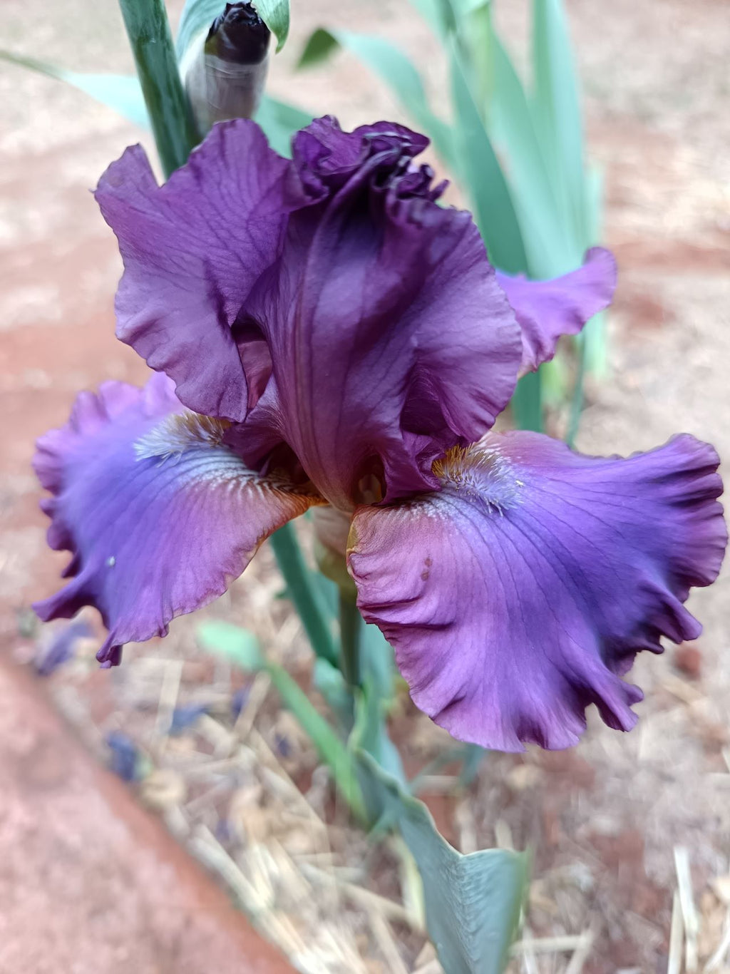 Cantina Bearded Iris