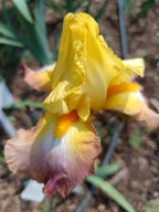 Caramel Cream* Bearded Iris