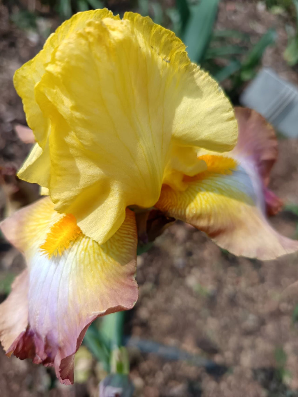 Caramel Cream* Bearded Iris