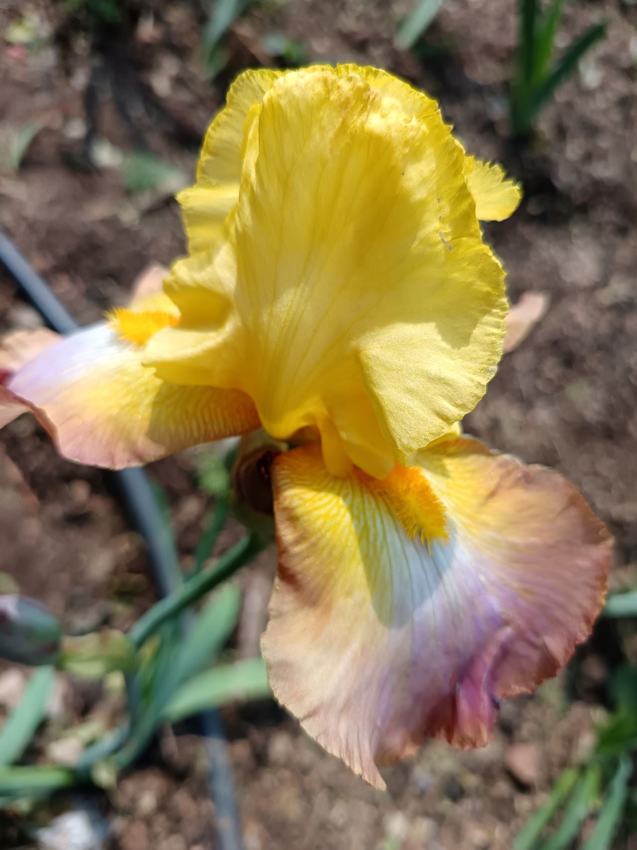 Caramel Cream* Bearded Iris