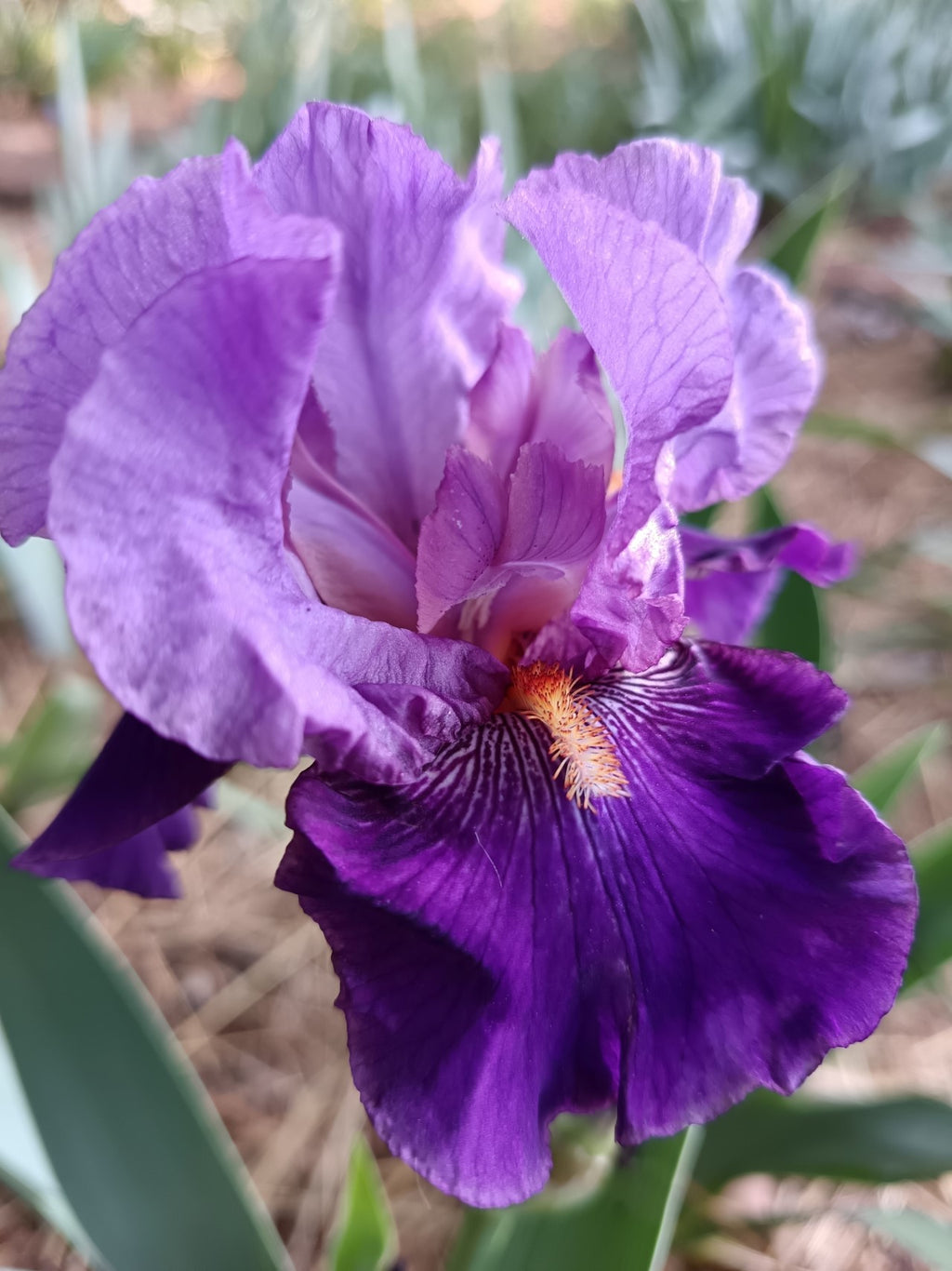 Dark Forest* Bearded Iris
