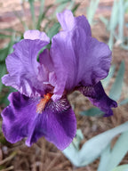 Dark Forest* Bearded Iris